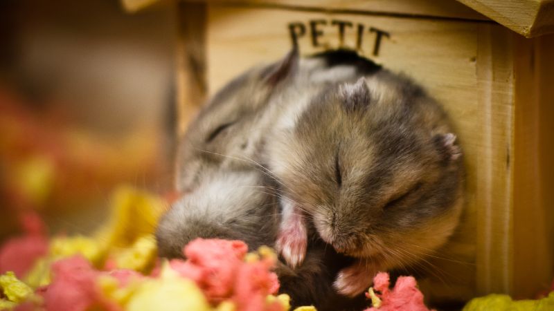 What Happens If You Drop a Hamster on the Ground?